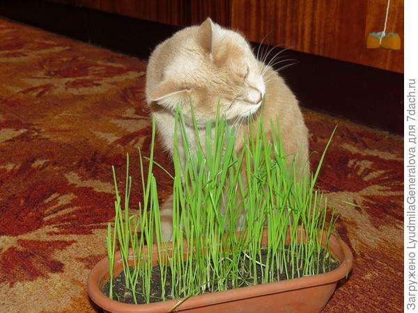 Витаминная добавка. Макушки съедает, а он продолжает расти.