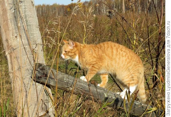 Бесшумное мягкое передвижение