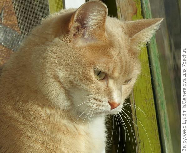 Еще пару кадров задумчивой кошки, чтобы поставить точку .