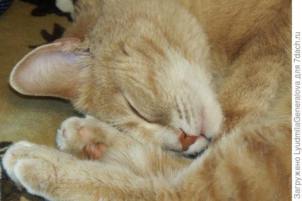 Носик у Баси розовый, а у нашей Сонечки чёрный.