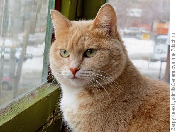 Вот этот бабушкин лекарь