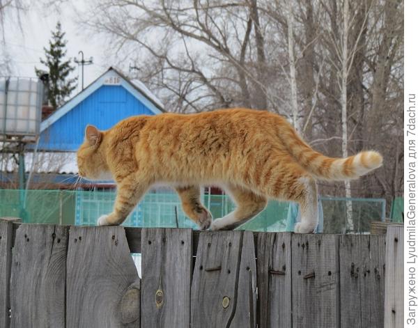 И по заборам, и по крышам