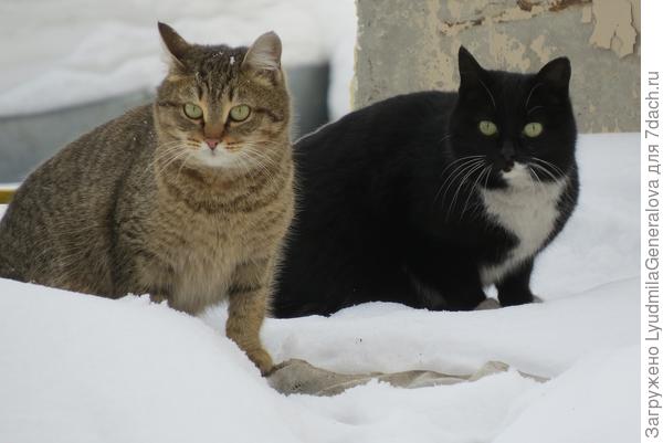 Один другого краше!!