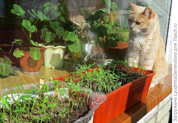 Это прошлогоднее фото, в этом году не до рассады, посеяла только любимые бархатцы. Любит она этот терпкий запах из детства.