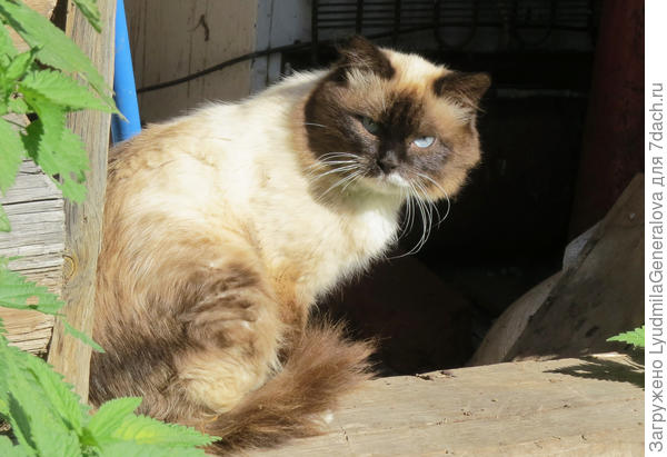 "Уйду я от тебя..."