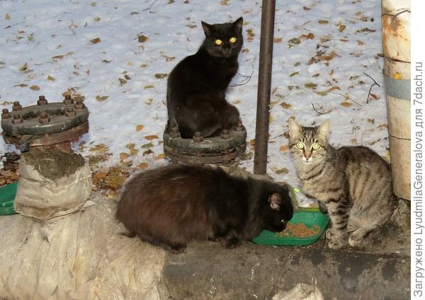 Их уговаривать не надо.