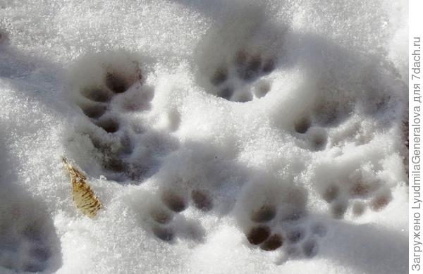 Следы нашего пушистого гостя.