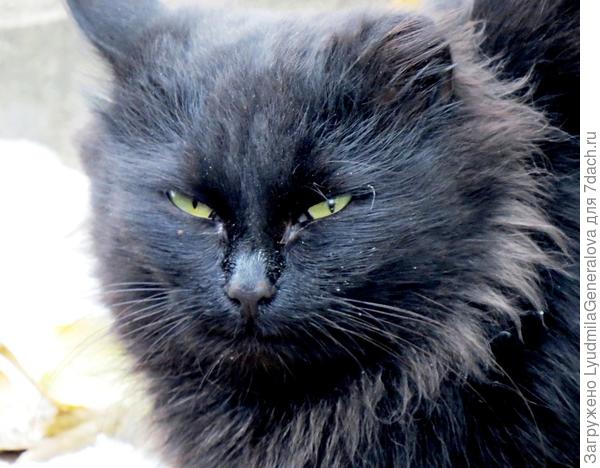 У уличного кота эпитеты грустные...