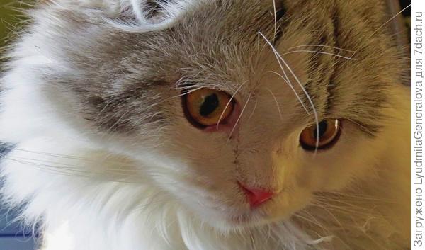 Так котик смотрел на свои следы.