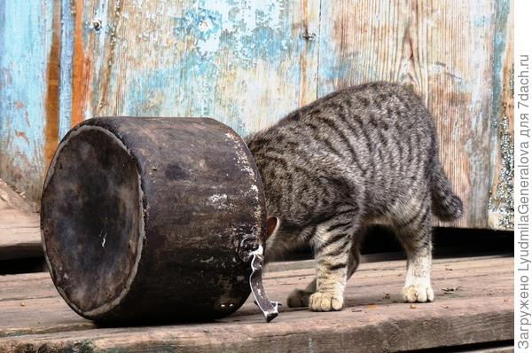 Ешь до дна, ешь до дна...