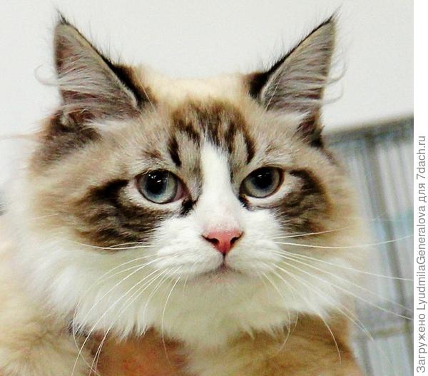 Ухоженный, обласканный, сытый...