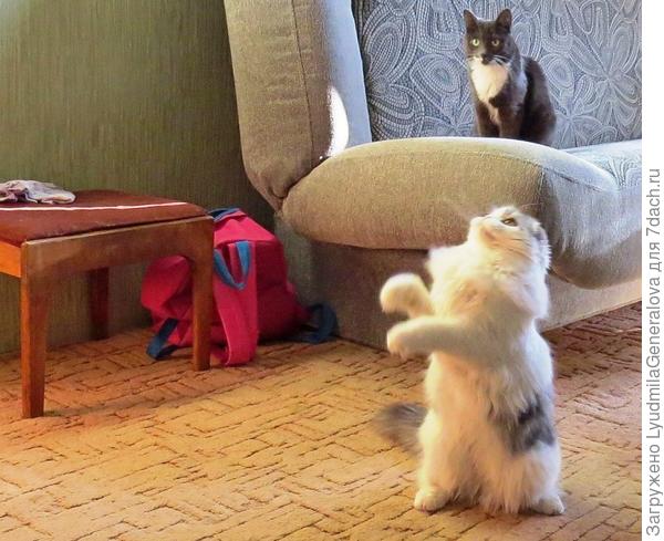 "Стоять, не падать!" . - я сказала.