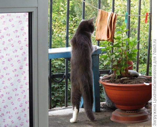 Ах, сколько листьев! Улицу не видно!