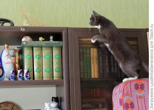 Любопытная Сонька