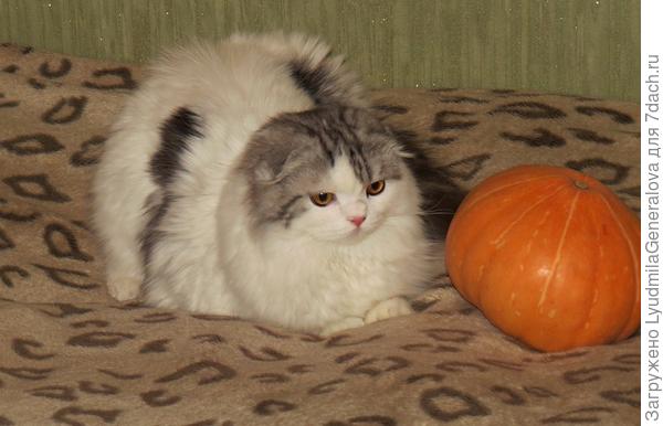 Ну что я с этой тыквой буду делать?!