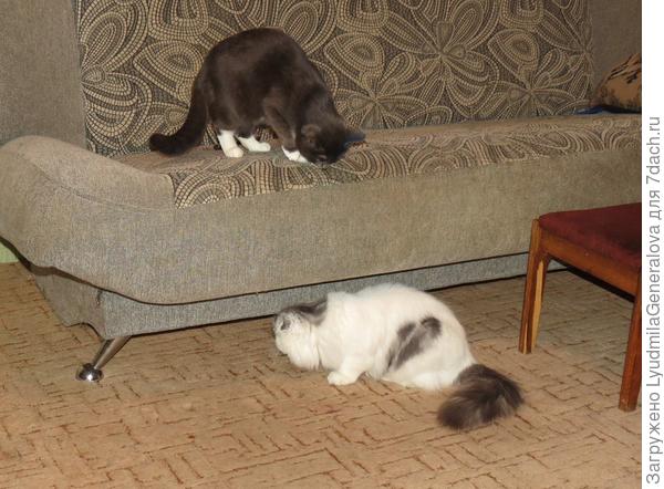 "Лезь под диван! Ниже, ниже - ползком!!