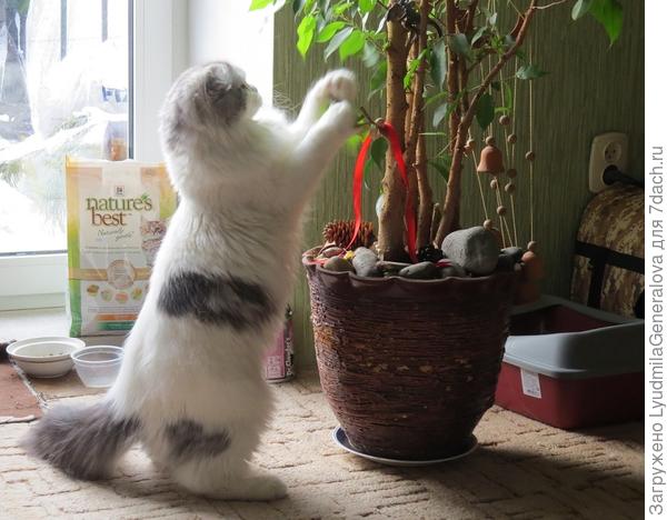 Вот уберём фикус и поставим ёлку.