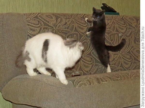 Ах, ты ещё и пререкаться?!..