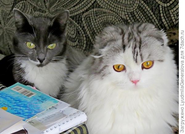 Люда, неужели компьютер важнее и интереснее, чем мы? Сколько можно ждать, чтобы ты обратила внимание на нас!