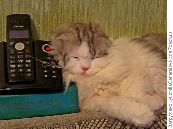 Нет, человеки дорогие, лучше я подремлю.