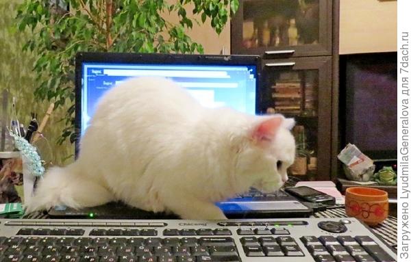 Всё им - любопытным - надо обследовать