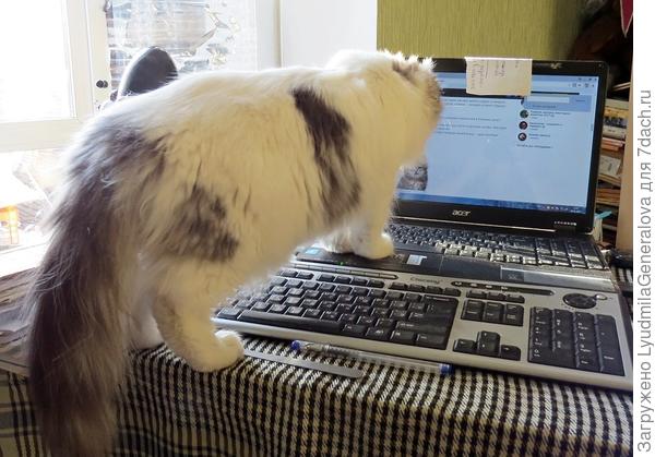 Потом на монитор. Может он пытается понять человека своим кошачьим умом.