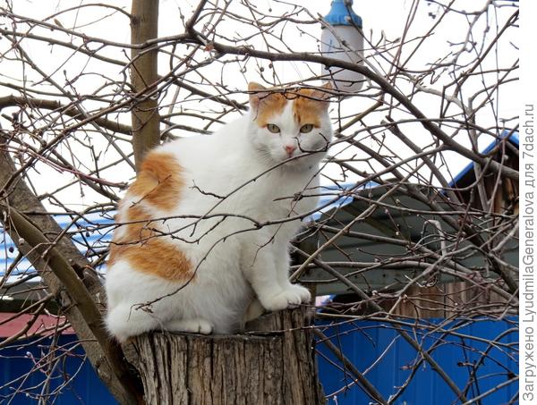 Кошки наверное тоже общаются (взглядами) в рамках самоизоляции. Из разделяет всего лишь дорога - несколько метров.