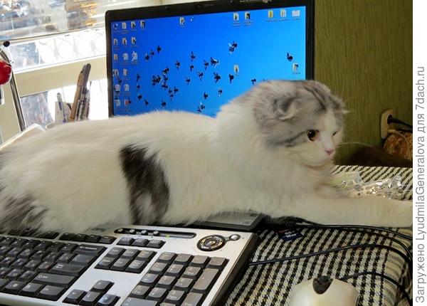 Ну всё мое терпение лопнуло! Ложусь на "рельсы"! Не поможет? Провод перегрызу!