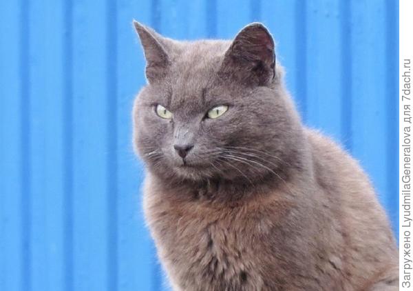 И вот матёрый дымчатый кот.