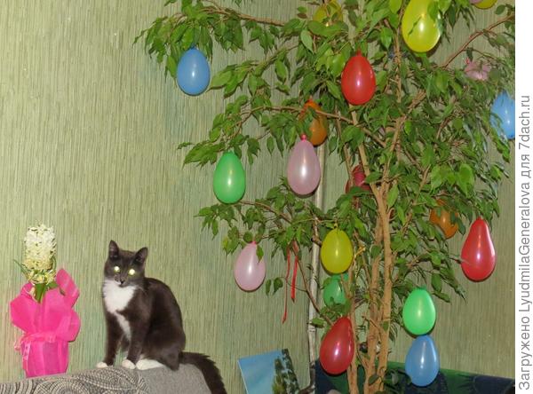 8 марта. Сонечка ещё подростком была. Фикус у меня и роль ёлки выполняет. Соня теперь уже взрослая дама, а фикус в высоту 2,5 метра. Все растём..