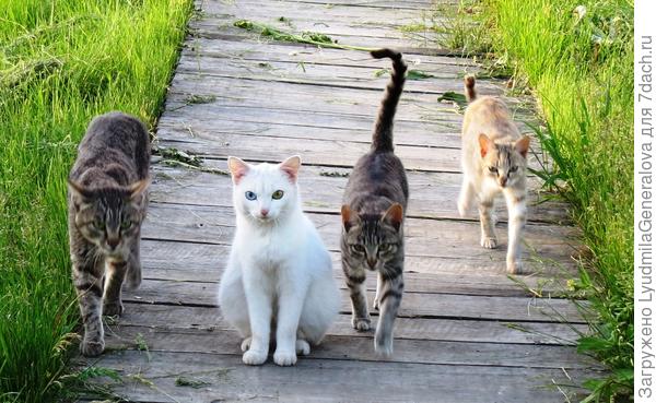 Со своей свитой. И это ещё не все.