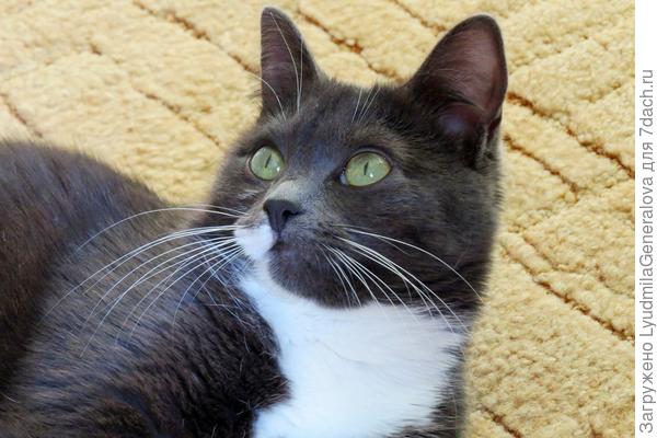 Итак начну с чёрненьких носиков. У нашей Сони глянцевый чёрный аккуратный носик.