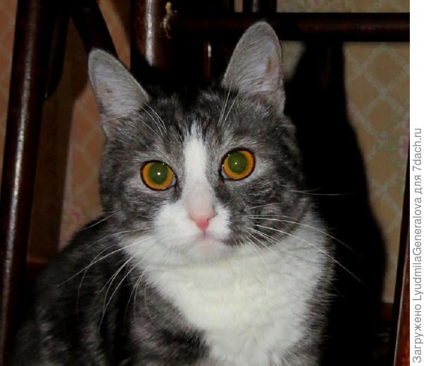 У котика с тёмной шёрсткой розовенький носик