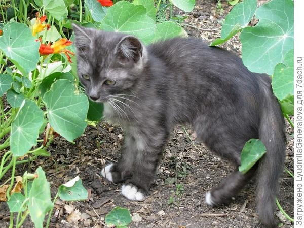 Мир на даче неведомый и интересный. Особенно бабочки и жучки.