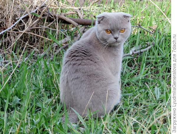 Глазки у неё выразительные и яркие. В тенёчке шерстка дымчатая, приятная.
