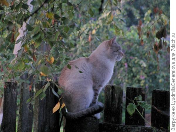 Он знает откуда она должна прийти и смотрит именно в ту сторону.
