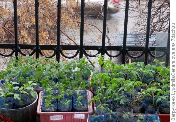 На улице моросит дождь, в розовой емкости  &quot;московские гости&quot;