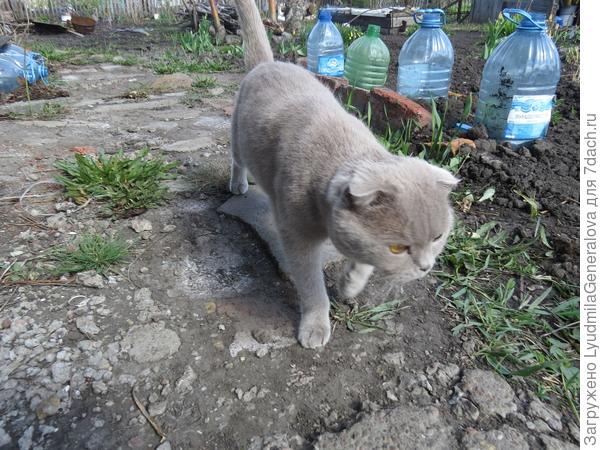 Она, конечно и раньше заходила, но 25 мая попала в объектив  вместе с другими. И вот видно, что она ещё стройная, активная, любопытная. Всё проверила, получила ожидаемый лакомый кусочек и ушла, оставив на память фото с янтарными глазами-бусинами.