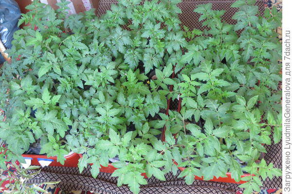 А это подросшая закалённая рассада - 18 апреля. За две недели спартанских условий они заДУБели (смайлика не хватает). Сейчас ночь, а завтра можно сфт-ть рассаду этого года. Кстати Гномики ваши дружно выскочили и в субботу я их распикирую. Их наоборот буду холить, чтобы догоняли в росте.