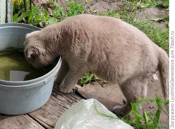 В начале июля она стала приходить ещё чаще. То ли от солнца шерсть выгорела, то ли от беременности. Чем-то ей нравилась вода в этой ёмкости. Наверное потому что она из колодца - солоноватая. И как многих беременных , -  её тянуло на солёненькое.  Животик у неё был довольно тяжёлый, ножки для такой ноши явно коротковаты. Она утолила жажду, "перенесла" своё тело на крыльцо и завалилась на бок. Разрешила погладить своё богатство. И путём нехитрых вычислений я пришла к выводу, что роман с избранником пришёлся на майские праздники. Когда дачники с котами-собаками-домашним скрабом массово заявились на дачи. Было понятно, что она скоро родит (фото от 6 июля), а беременность у них - короткошерстных - длится 60 дней, плюс-минус дней пять на разные погрешности.
