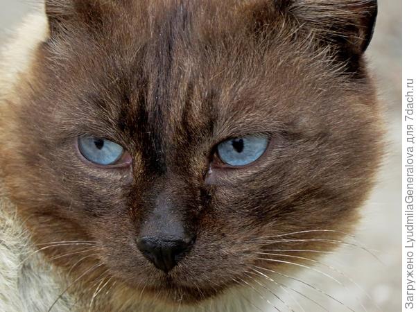 Вот такого хмурого увидела у парника. Но ничем не угостила, более того прогнала. Да, и вот так бывает.