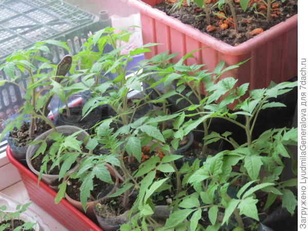 Вот рассада этого года. У первой партии уже сдерживаю рост. Снимок от 6 апреля.