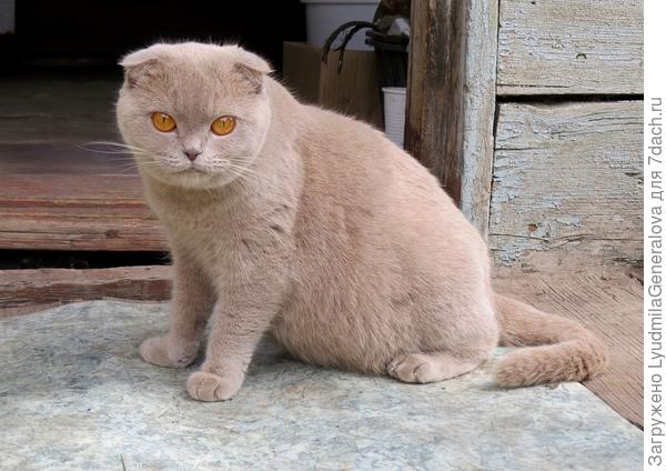 Её  я не прогоняла, как предыдущего сиамского, но дверь закрыла, чтобы она не вздумала найти укромное местечко для отдыха.  И она потащила свой пузик в сторону дома. Через неделю соседка уже предлагала дачникам котят.