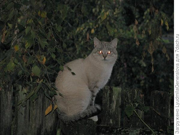 Наверное, беспокоится, чтобы не прошла мимо, светит ей своими фонариками. Как маячок.