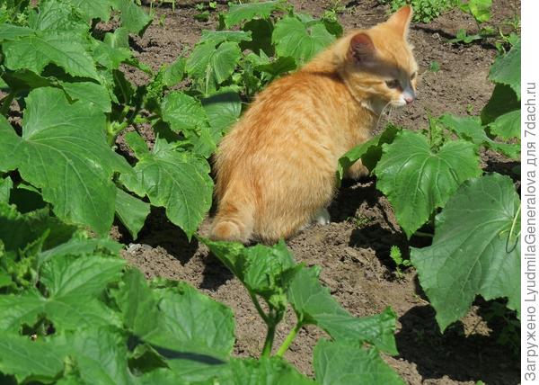 Опять огурцы не политы!!