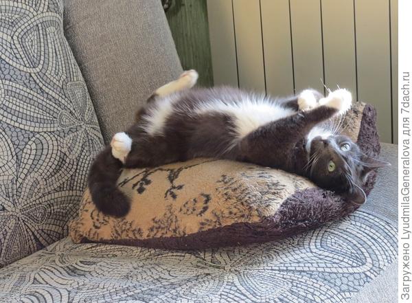 Ещё подушечку, пожалуйста!