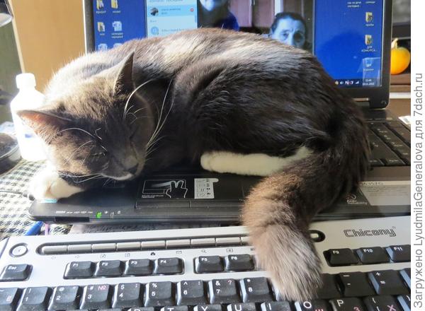 Чем  Сонечку так прельщает комп не понятно. Толи согревает (чтобы доказать свою заботу), толи, чтобы перегрелся (?!)