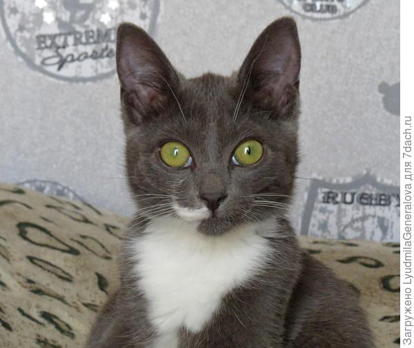 Заборов они в своей недолгой кошачьей жизни  - не видели. Разве что балконные  перила.