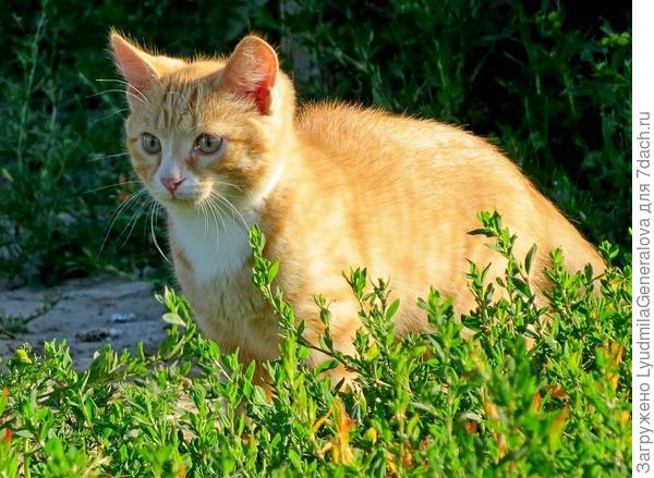 При ярком закатном солнце шёрстка золотится!