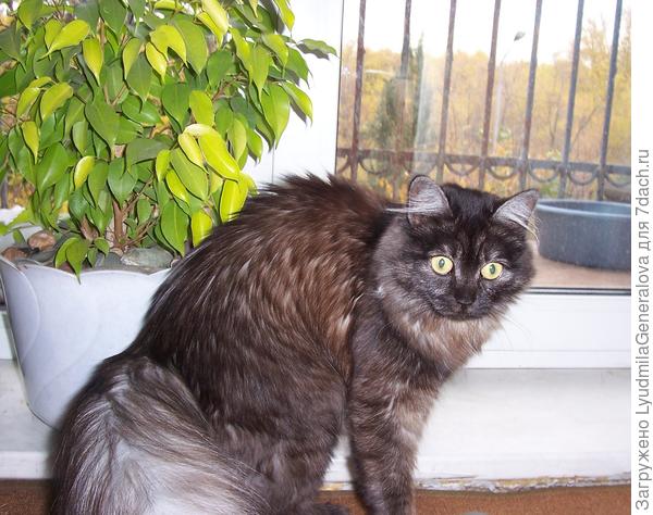 Выросла Аграфена. Хвост был просто шикарный! И фикус мой был ещё невысокий. Груни давно нет, а фикус превратился в комнатное дерево.